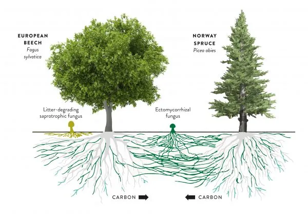 mycorrhizal network